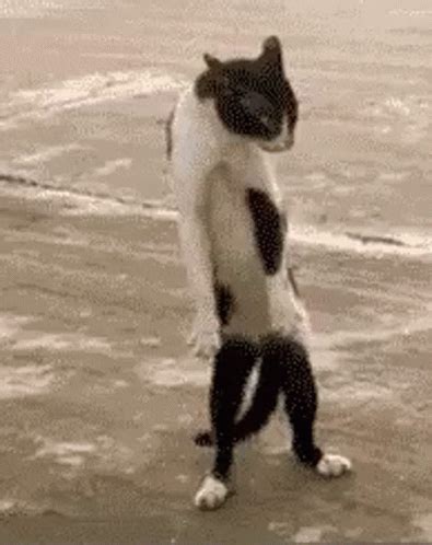 cat dancing gif|funny dancing cat gif.